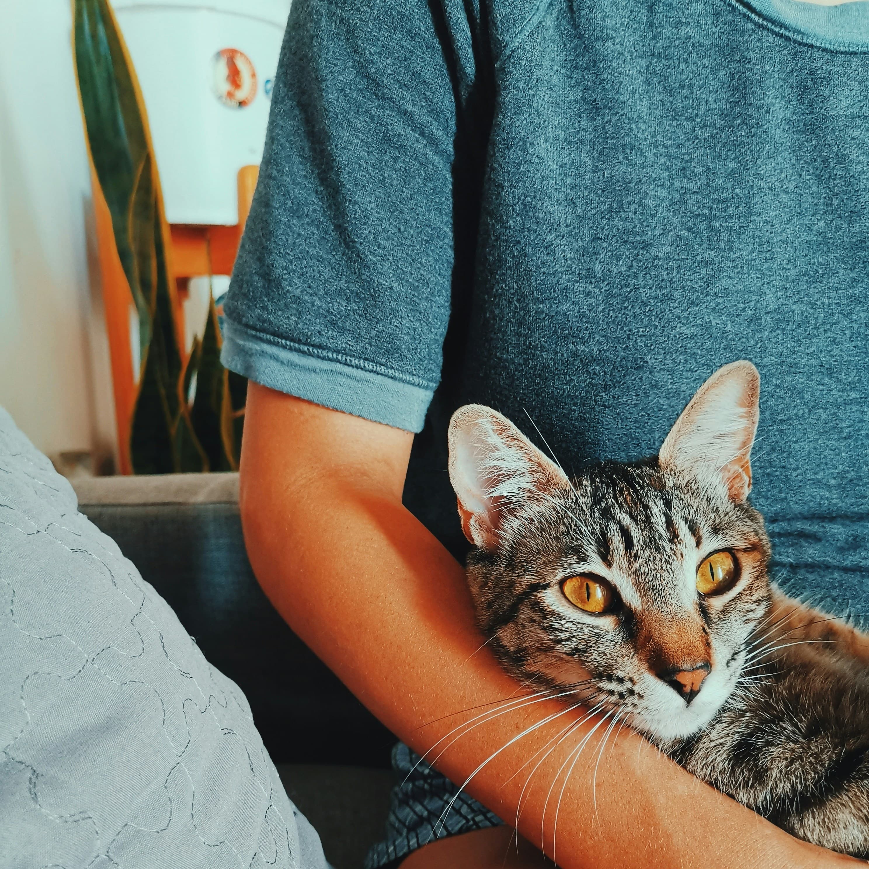 Golden Retrievers as Companion Pets: A Clear-Eyed Household Guide